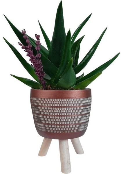 Sukulent Aloe Brevifolia | Ayaklı Bakır Renk Saksıda
