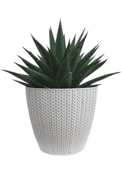 Gasterhaworthia Beyaz Sümela Saksıda