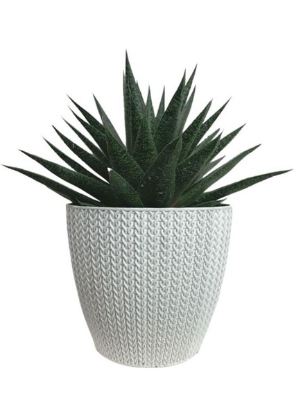 Gasterhaworthia Beyaz Sümela Saksıda fiyatları