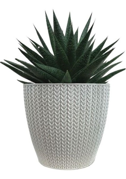 Gasterhaworthia Beyaz Sümela Saksıda modelleri