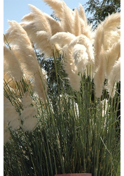 Pampas Otu Püsküllü Saz
