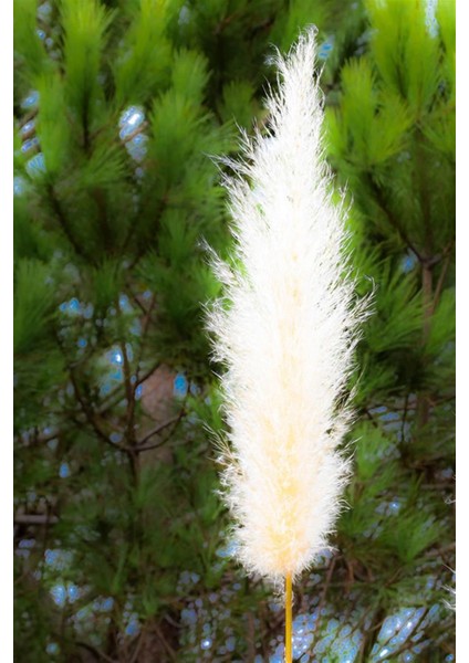 Pampas Otu Püsküllü Saz fiyatları
