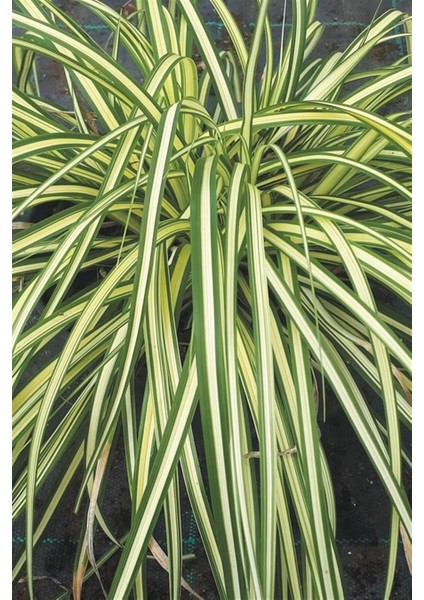 Sarı Sarkık Carex Bitkisi x 5 Ad