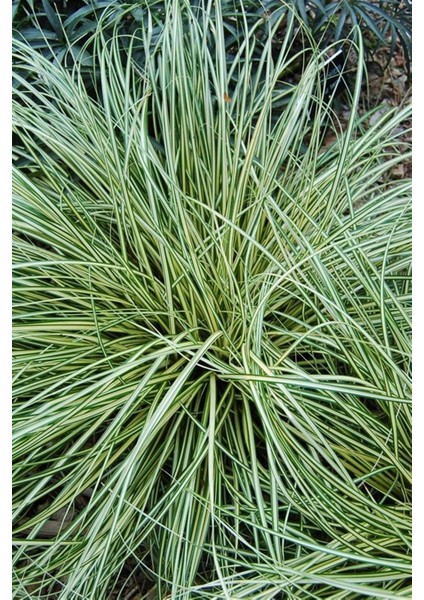 Alacalı Sarkık Carex Bitkisi x 50 Ad