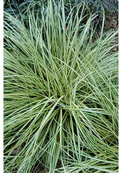 Alacalı Sarkık Carex Bitkisi x 100 Ad