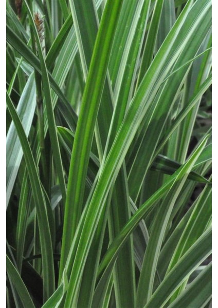 Yeşil Carex Bitkisi x 50 Ad