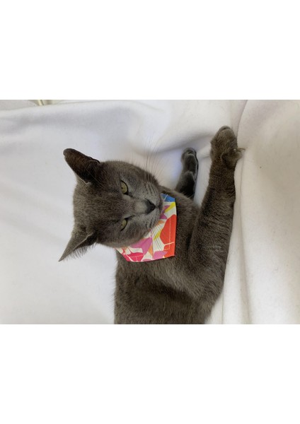 Autumn Kedi Bandana, Fular, Kedi Kıyafeti Kedi Elbisesi