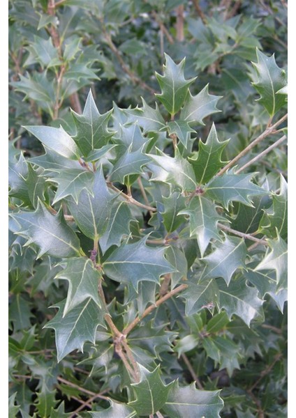 Kokulu Zeytin Fidanı 40-60 cm