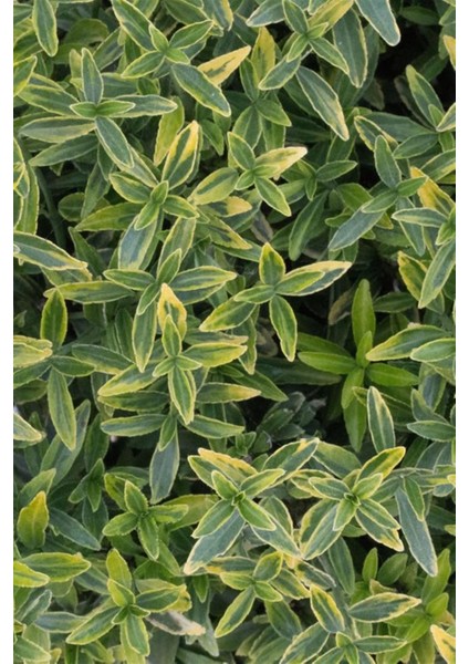 Çıtır Taflan Fidanı x 5 Ad