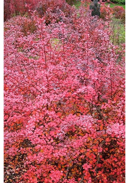 Kırmızı Hanım Tuzluğu - Berberis fiyatları