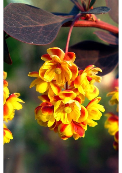 Kırmızı Hanım Tuzluğu - Berberis modelleri