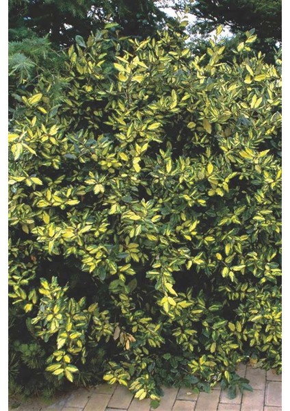 Altuni Süs Iğdesi Fidanı 40-60 cm