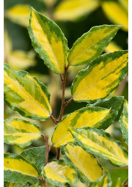 Altuni Süs Iğdesi Fidanı 40-60 cm fiyatları