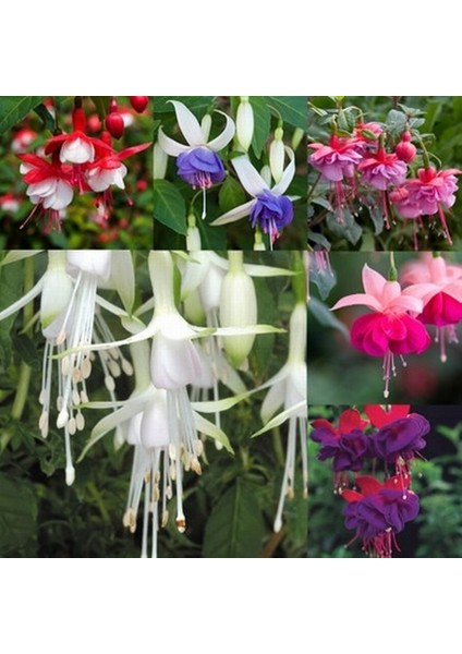 100'lü Karışık Renk Fuchsia Çiçeği Tohumu + 10'lu Kırmızı Gül Çiçek Tohumu