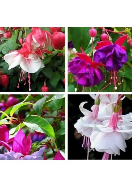 10'lu Karışık Renk Fuchsia Çiçeği Tohumu + 10'lu Kırmızı Gül Çiçek Tohumu