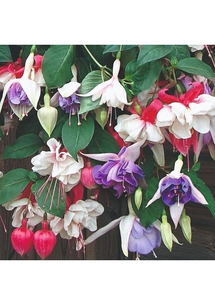 100'lü Karışık Renk Fuchsia Çiçeği Tohumu + 10'lu Kırmızı Gül Çiçek Tohumu