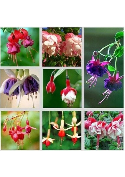 25'li Karışık Renk Fuchsia Çiçeği Tohumu + 10'lu Kırmızı Gül Çiçek Tohumu