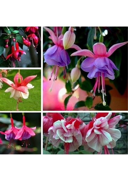 50'li Karışık Renk Fuchsia Çiçeği Tohumu + 10'lu Kırmızı Gül Çiçek Tohumu