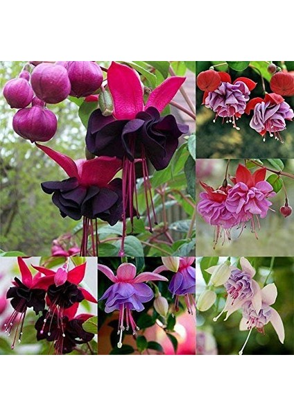 50'li Karışık Renk Fuchsia Çiçeği Tohumu + 10'lu Hollanda Gülü Çiçek Tohumu