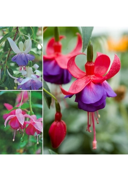 100'lü Karışık Renk Fuchsia Çiçeği Tohumu + 10'lu Hollanda Gülü Çiçek Tohumu