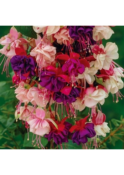 25'li Karışık Renk Fuchsia Çiçeği Tohumu + 10'lu Hollanda Gülü Çiçek Tohumu