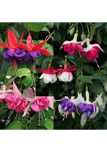 10'lu Karışık Renk Fuchsia Çiçeği Tohumu + 10'lu Hollanda Gülü Çiçek Tohumu