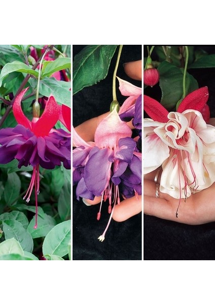 25'li Karışık Renk Fuchsia Çiçeği Tohumu + 10'lu Hollanda Gülü Çiçek Tohumu