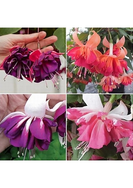 25'li Karışık Renk Fuchsia Çiçeği Tohumu + 10'lu Kırmızı Orkide Çiçek Tohumu