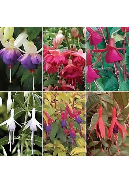 100'lü Karışık Renk Fuchsia Çiçeği Tohumu + 10'lu Hollanda Gülü Çiçek Tohumu