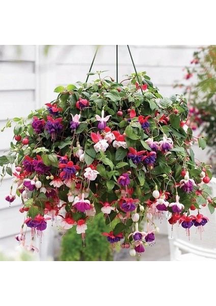 10'lu Karışık Renk Fuchsia Çiçeği Tohumu + 10'lu Kırmızı Orkide Çiçek Tohumu