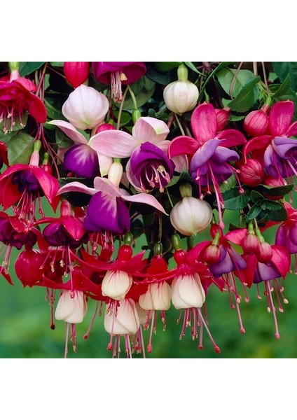 100'lü Karışık Renk Fuchsia Çiçeği Tohumu + 10'lu Kırmızı Orkide Çiçek Tohumu
