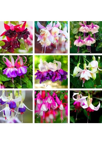 25'li Karışık Renk Fuchsia Çiçeği Tohumu + 10'lu Kırmızı Orkide Çiçek Tohumu