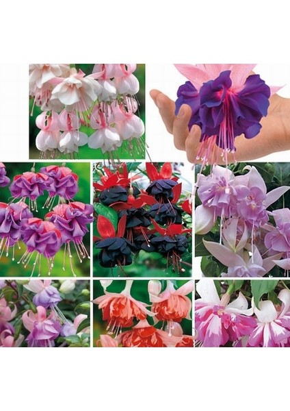 10'lu Karışık Renk Fuchsia Çiçeği Tohumu + 10'lu Kırmızı Papatya Çiçek Tohumu