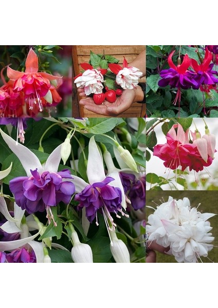 25'li Karışık Renk Fuchsia Çiçeği Tohumu + 10'lu Kırmızı Papatya Çiçek Tohumu