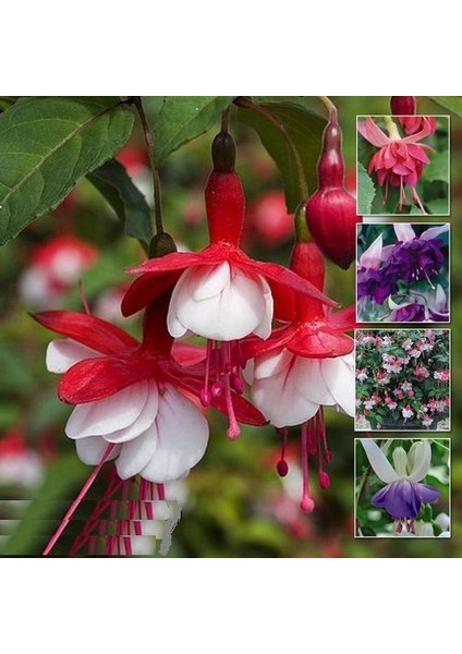10'lu Karışık Renk Fuchsia Çiçeği Tohumu + 10'lu Kırmızı Papatya Çiçek Tohumu