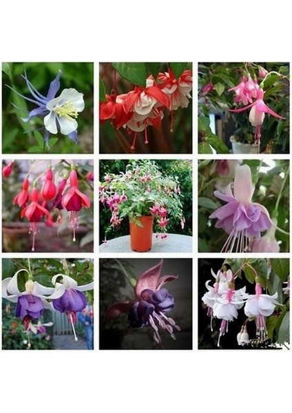 25'li Karışık Renk Fuchsia Çiçeği Tohumu + 10'lu Kırmızı Papatya Çiçek Tohumu