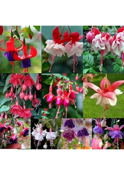 10'lu Karışık Renk Fuchsia Çiçeği Tohumu + 10'lu Kırmızı Lale Çiçek Tohumu