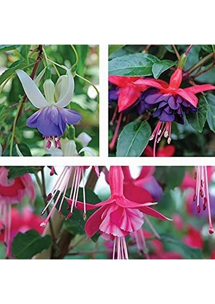 50'li Karışık Renk Fuchsia Çiçeği Tohumu + 10'lu Kırmızı Orkide Çiçek Tohumu