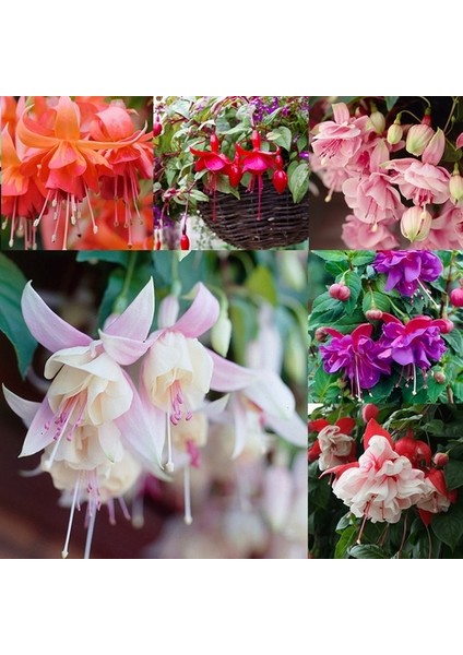 10'lu Karışık Renk Fuchsia Çiçeği Tohumu + 10'lu Kırmızı Lale Çiçek Tohumu