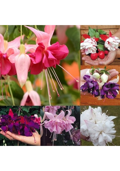 25'li Karışık Renk Fuchsia Çiçeği Tohumu + 10'lu Kırmızı Orkide Çiçek Tohumu