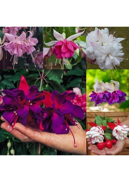 100'lü Karışık Renk Fuchsia Çiçeği Tohumu + 10'lu Kırmızı Gül Çiçek Tohumu