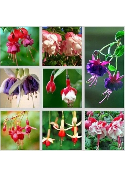 10'lu Karışık Renk Fuchsia Çiçeği Tohumu + 10'lu Kırmızı Orkide Çiçek Tohumu