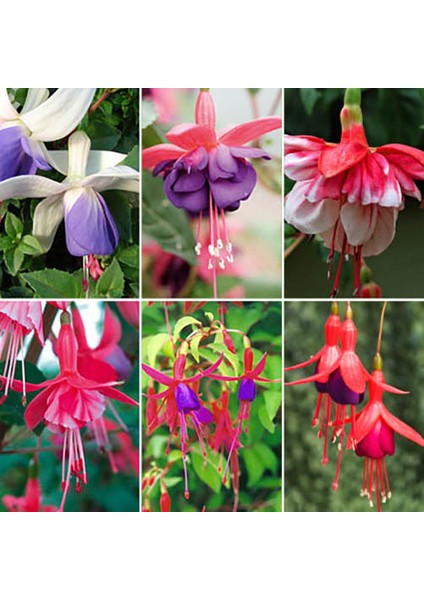 10'lu Karışık Renk Fuchsia Çiçeği Tohumu + 10'lu Kırmızı Papatya Çiçek Tohumu