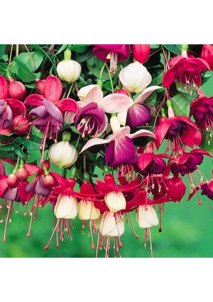 25'li Karışık Renk Fuchsia Çiçeği Tohumu + 10'lu Kırmızı Papatya Çiçek Tohumu