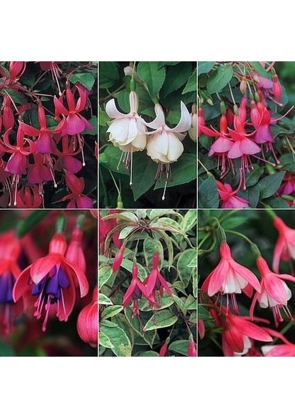 10'lu Karışık Renk Fuchsia Çiçeği Tohumu + 10'lu Kırmızı Papatya Çiçek Tohumu