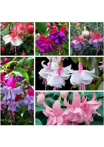 10'lu Karışık Renk Fuchsia Çiçeği Tohumu + 10'lu Kırmızı Gül Çiçek Tohumu