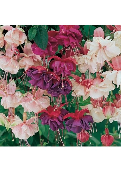 100'lü Karışık Renk Fuchsia Çiçeği Tohumu + 10'lu Kırmızı Gül Çiçek Tohumu