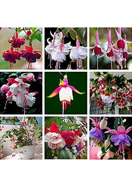 10'lu Karışık Renk Fuchsia Çiçeği Tohumu + 10'lu Kırmızı Gül Çiçek Tohumu