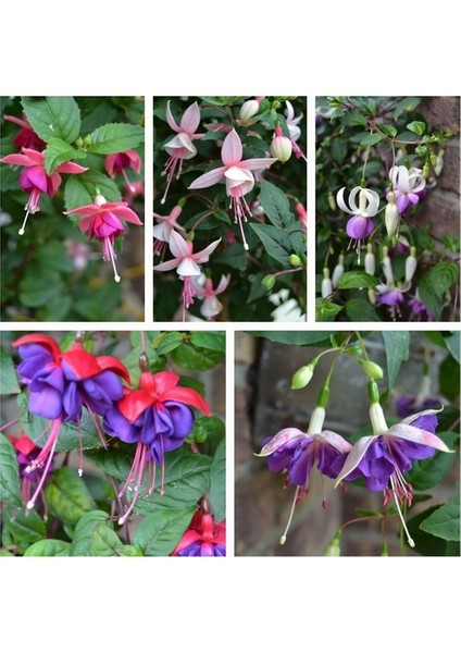 100'lü Karışık Renk Fuchsia Çiçeği Tohumu + 10'lu Kırmızı Lale Çiçek Tohumu