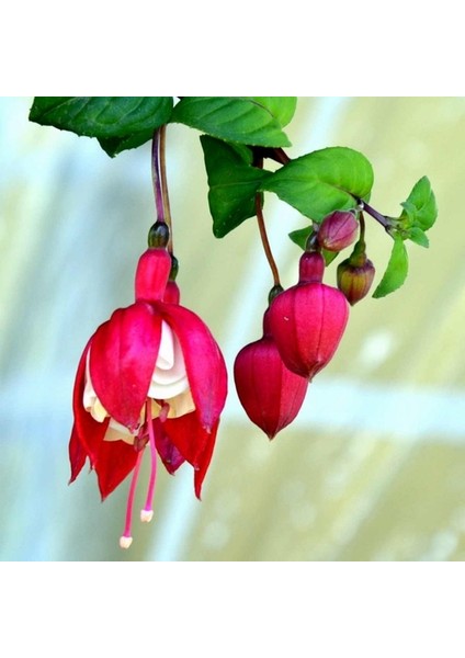 25'li Karışık Renk Fuchsia Çiçeği Tohumu + 10'lu Hollanda Gülü Çiçek Tohumu